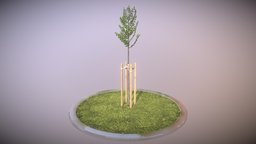 Tilia Tree 2 Meters in Summer Season tree, flora, baum, version, summer, linde, game-ready, urban-planning, tilia, 3dhaupt, city-tree, low-poly, blender3d