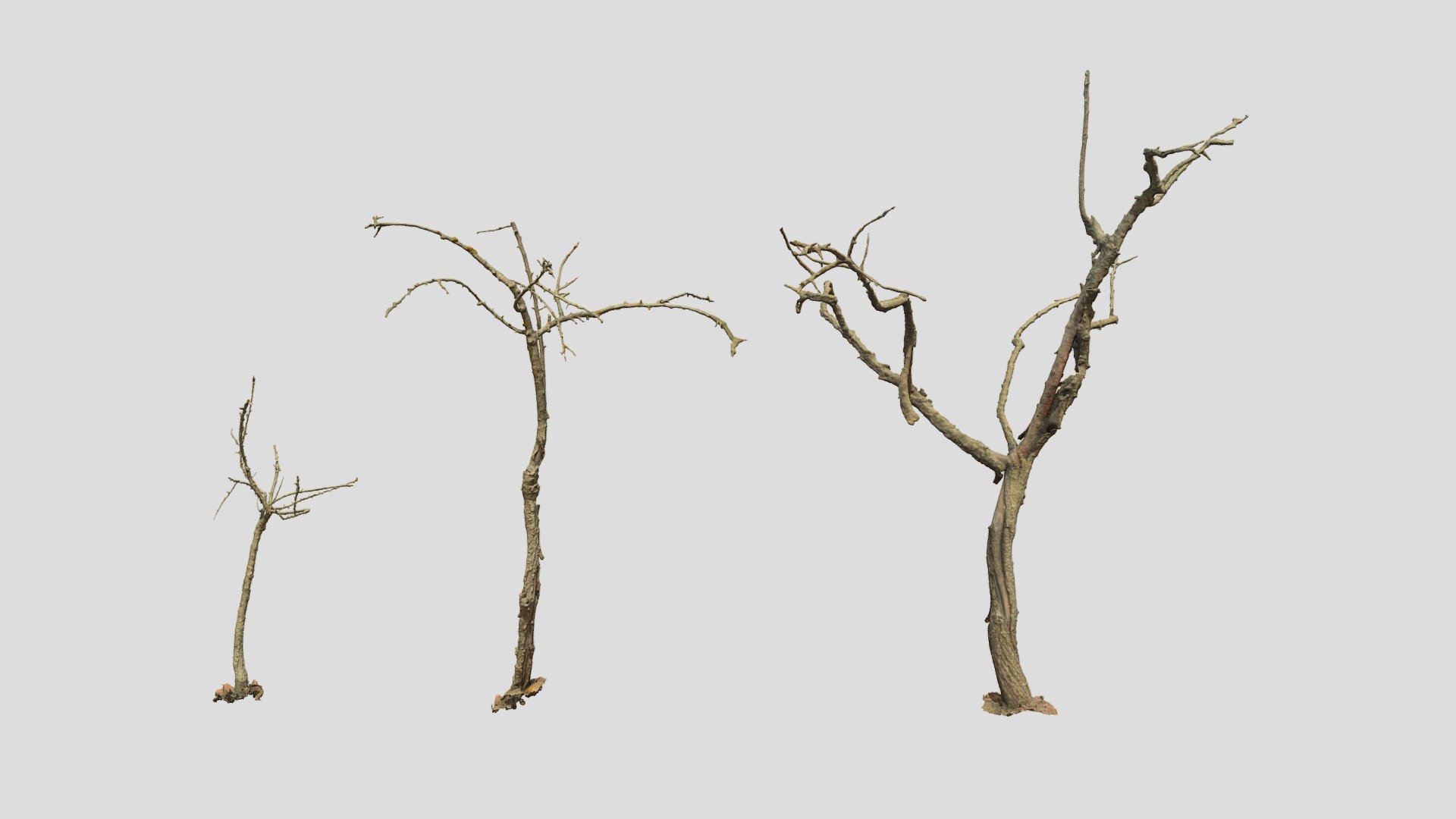 Fully processed 3D scans: no light information, color-matched, etc.

Ready to use for all kind of CGI

Source Contains:
- .obj
- .fbx
- .blend

4K Textures:
- normal map
- albedo
- roughness

Please let me know if something isn't working as it should.

PBR Realistic Dead Tree Set Dry Scan - Dead Tree Set Dry Scan - Buy Royalty Free 3D model by Per's Scan Collection (@perz_scans) 3d model