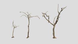 Dead Tree Set Dry Scan tree, dead, creepy, fallen, branch, trunk, real, dry, highres, photogrammertry, photoscan, scan, highpoly