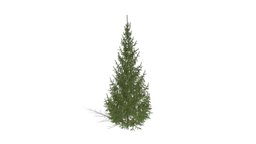 Realistic HD Norway spruce (2/43) trees, tree, plant, forest, plants, outdoor, foliage, nature, europe, coniferous