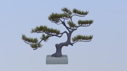Pine bonsai tree tree, plants, bonsai, bonsai-tree, pine-tree, decoration, interior, japanese