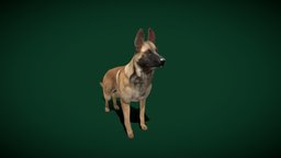Belgian Malinois Dog (Game Ready)