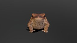 Cane Toad (Male) 