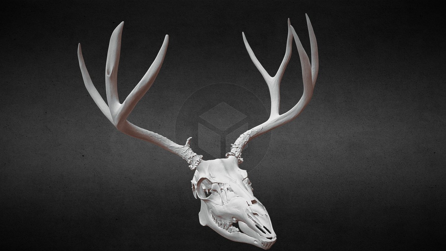 Taylor Mtn, Idaho Mule Deer Skull - 3D model by Idaho Virtualization Laboratory (@ivlpaleontology) 3d model