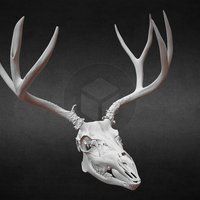 Taylor Mtn, Idaho Mule Deer Skull cranium, science, osteology, ivl, imnh, 3dscan, animal