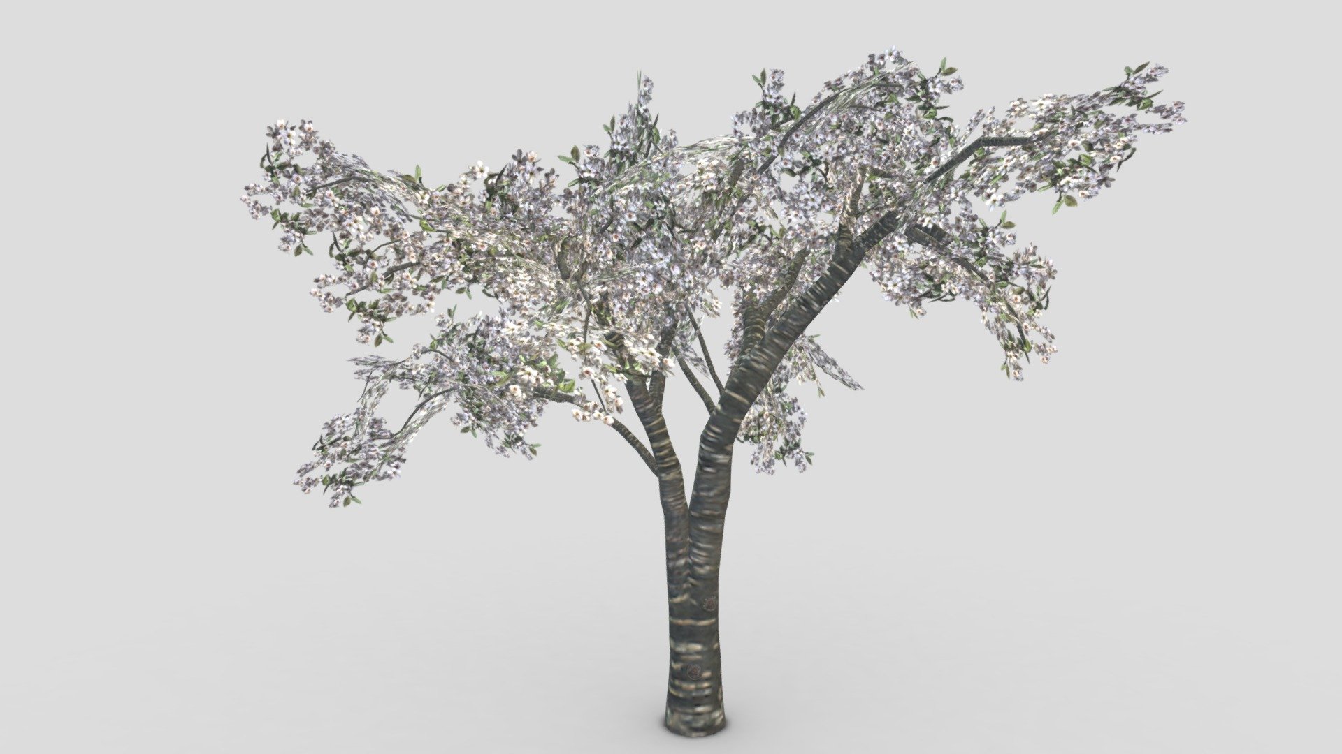 This is a 3D low poly model of Cherry Blossoms Tree. I designed this tree based on my reference. I hope you will use this in your project 3d model