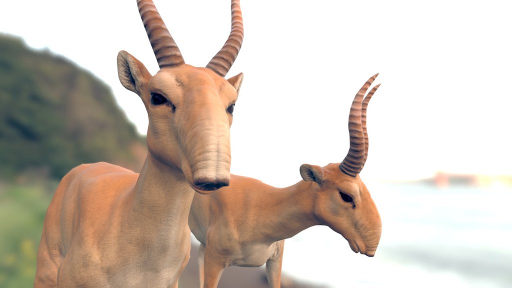 Trying out some realistic modeling because I got excited about sculpting in Blender! Around this time I picked up Substance Painter as well, so this piece is really out of my comfort zone and was super fun to explore. :)

Saiga antelopes look pretty weird in a cute way, and that's all the reason I needed. Step through the annotations for some neat angles; I do spend a while framing my models! For more screenshots and in-progress details, check out the artstation page.

Model sculpted, retopologized, rigged and baked in Blender; textures painted and generated in Substance Painter 3d model