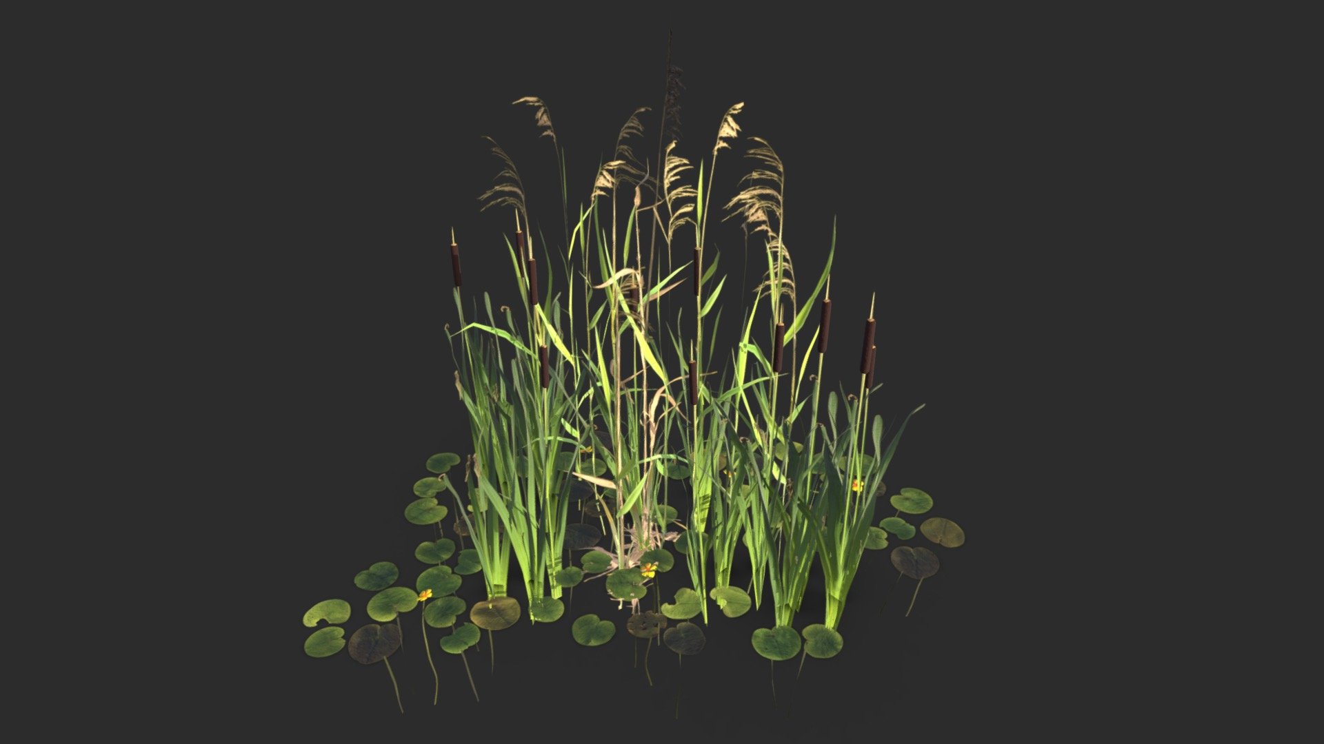 This freshwater plants set includes 3 species :
* Common Cattail
* Yellow Water-Lily
* Sugarcane Plume Grass

The set includes 42 unique modular objects and 18 prefabs ready to be added in your own scene. Also including vertex color attributes for wind animations in Unreal Engine with the &ldquo;Simple Grass Wind