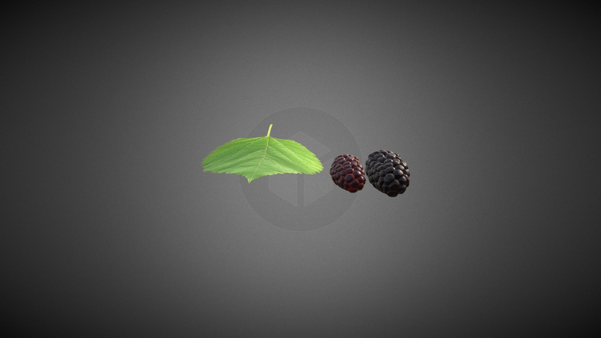Mulberry 3D model includes:


Red mulberry
Black mulberry
Mulberry leaf

Fun fact: Mulberries are a rich source of vitamin C, vitamin A, vitamin E, vitamin K and minerals such potassium, iron and magnesium. Mulberries can be eaten raw or in the form of jams, pies and muffins.

All textures and materials are included and mapped in every format. The model is completely ready for use visualization in any 3d software and engine.

Technical details:


File formats included in the package are: FBX, OBJ, GLB, ABC, DAE, PLY, STL, x3d, BLEND, gLTF (generated), USDZ (generated)
Native software file format: BLEND
Polygons: 20,336
Vertices: 17,685
Textures: Color, Metallic, Roughness, Normal.
All textures are 2k resolution.
 - Mulberry 3D Model - Buy Royalty Free 3D model by 3DDisco 3d model