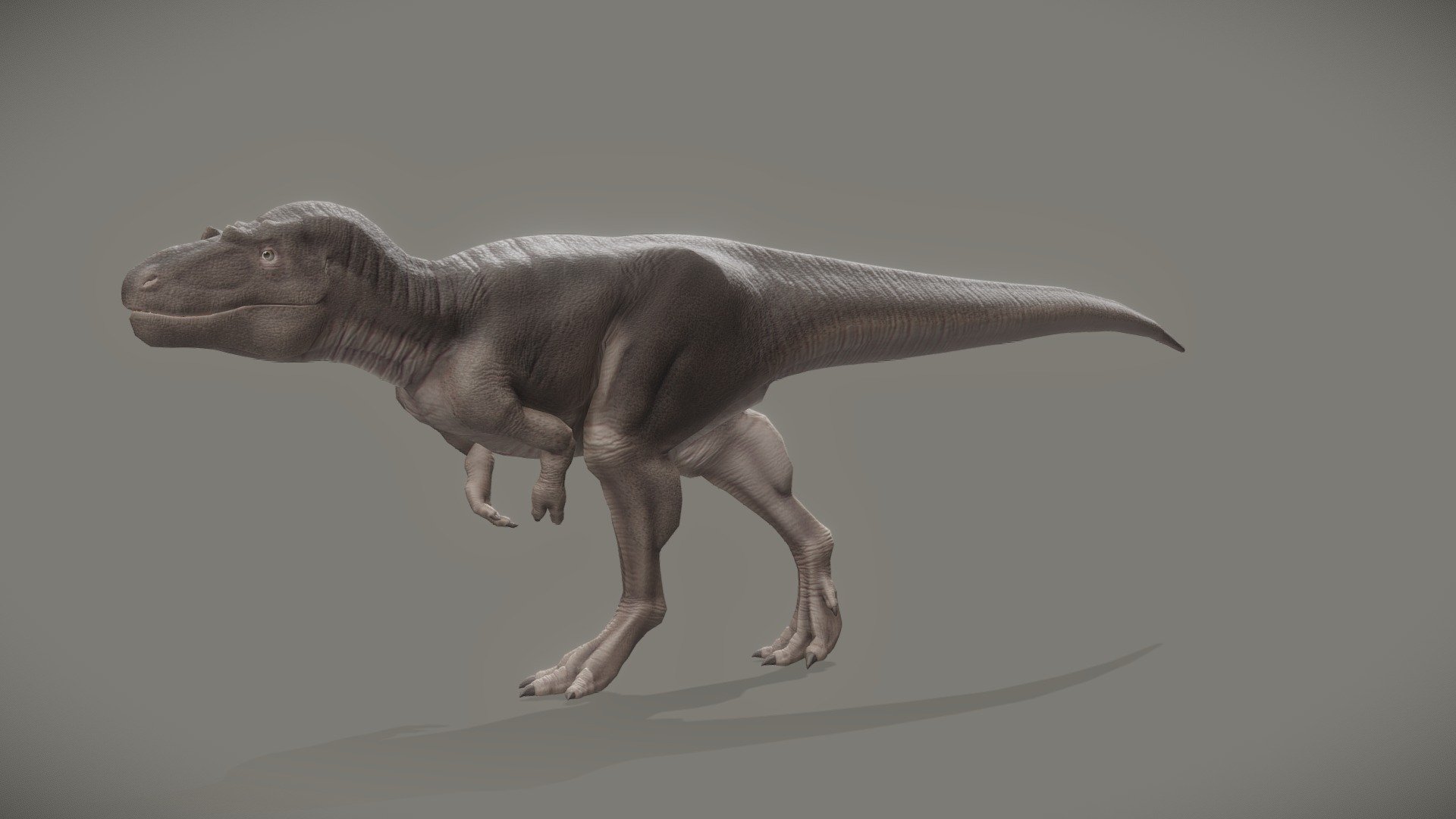 An animated Daspletosaurus Torosus, a creature of the late Cretaceous period, I've made with Blender.

– For more dinosaurs, don't hesitate to take a look at my Prehistoric Animals collection and subscribe to it to stay tuned of new creatures. –

-&gt; Another Tyrannosaurids in this collection.

-&gt; The Daspletosaurus in a diorama 3d model