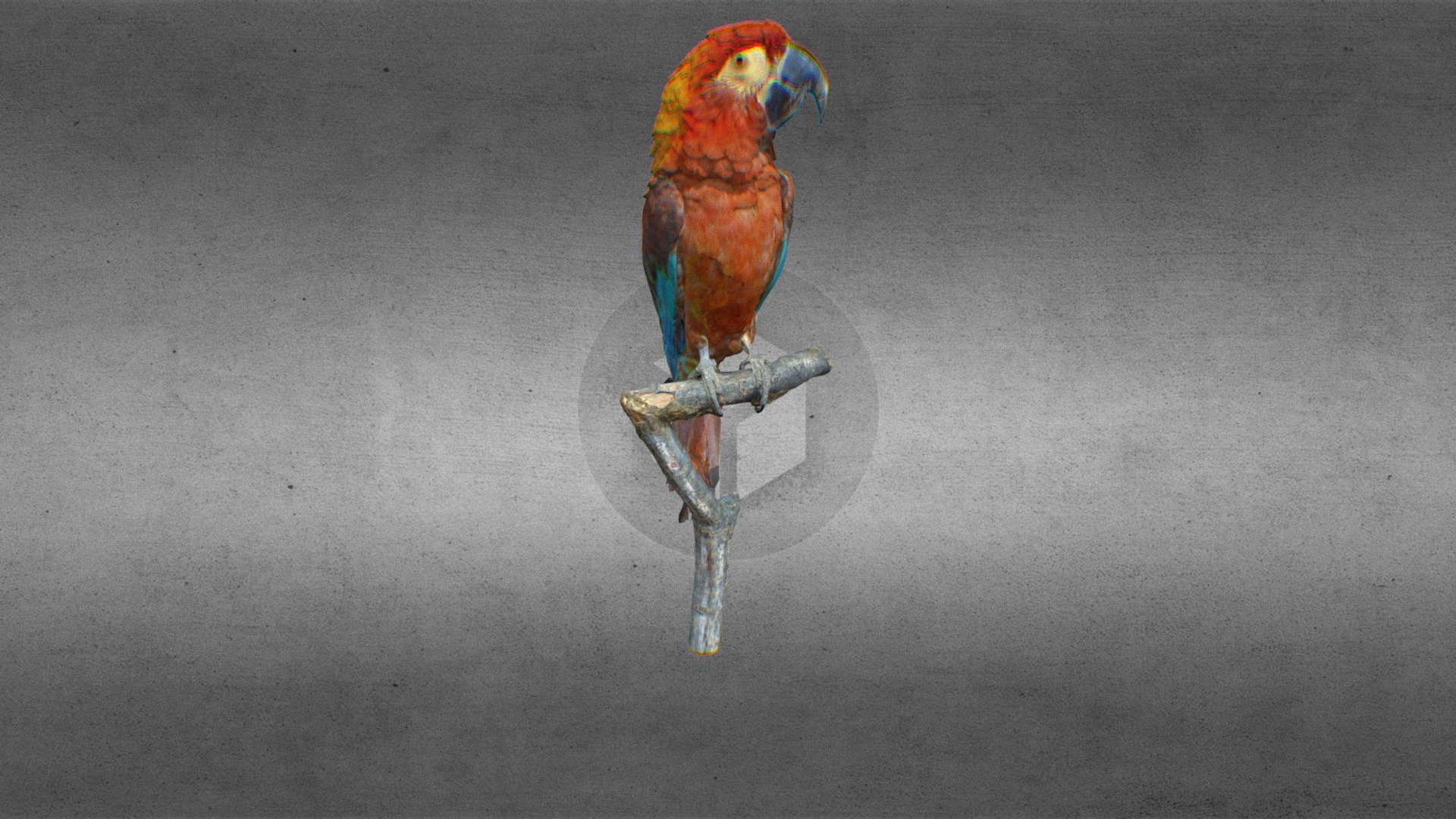 pappagallo nuovo bianco

&ldquo;Cuban Macaw (NHMW-Zoo1-VS 50.796)