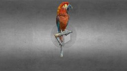 Cuban Macaw Nhmw-zoo1-vs 50 796 