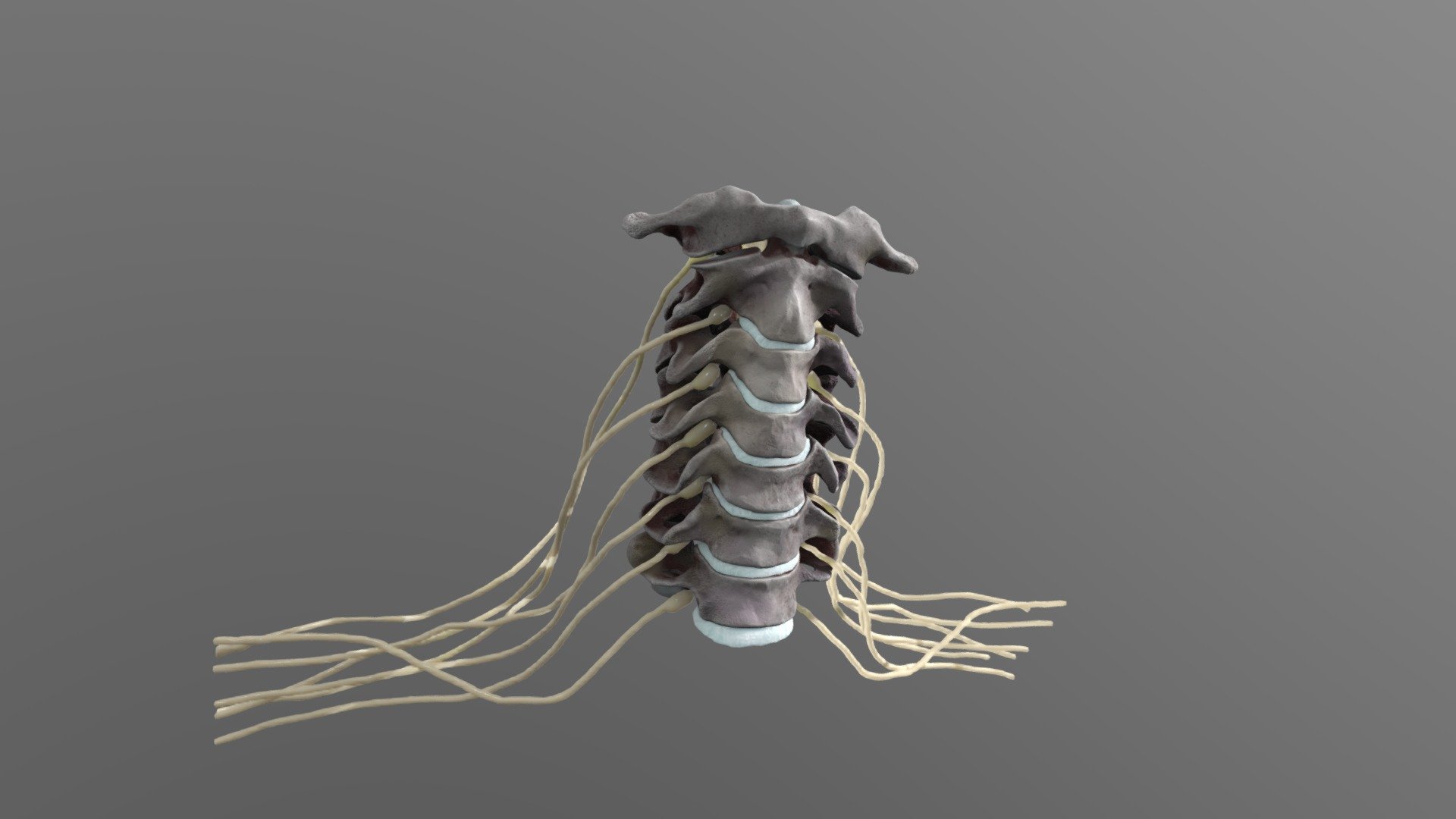This is the adult cervical spine system, including C1 to C7 bones, intervertebral discs, and central nerves. I made 3D modeling based on many real anatomical photos to pursue film-level detail and fidelity - cervical spine central nervous system Anatomy - Buy Royalty Free 3D model by haibo (@haibo545001) 3d model