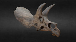 Triceratops horridus (600k polys) agisoft, photoscan, dinosaur