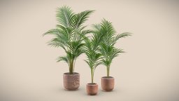 Terracota Pot Areca Set pot, palm, indoor, exotic, potted, terracota, palmtree, dypsis, areca, lutescens, interior