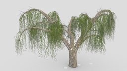 Weeping Willow Tree-10
