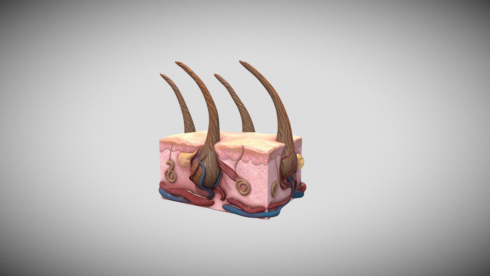 anatomical model of the structure of hair and skin.
PBR, LOWPOLY, SIZE - 4096*4096, tiff
the file contains besides PBR textures - skin and hair Low-poly 3D model - Buy Royalty Free 3D model by spartankaKst 3d model