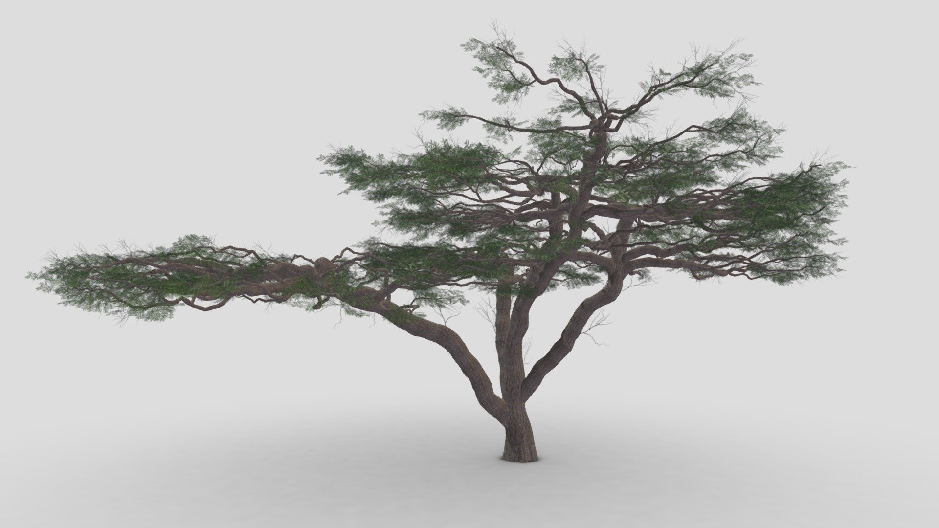 acacia, (genus Acacia), genus of about 160 species of trees and shrubs in the pea family (Fabaceae). Acacias are native to tropical and subtropical regions of the world, particularly Australia (where they are called wattles) and Africa, where they are well-known landmarks on the veld and savanna 3d model