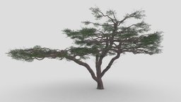 African Acacia Tree-S9 tree, plant, tropical, africa, unreal, acacia, umbrella, african, 3dtree, lowpolytree, 3dplant, fabaceae, lowpoly, umbrella-tree, 3dacacia, 3d-acacia, umbrella3dtree