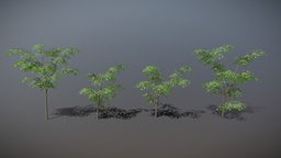 Low Poly Maple Trees trees, tree, plants, maple, nature, lowpoly, environment