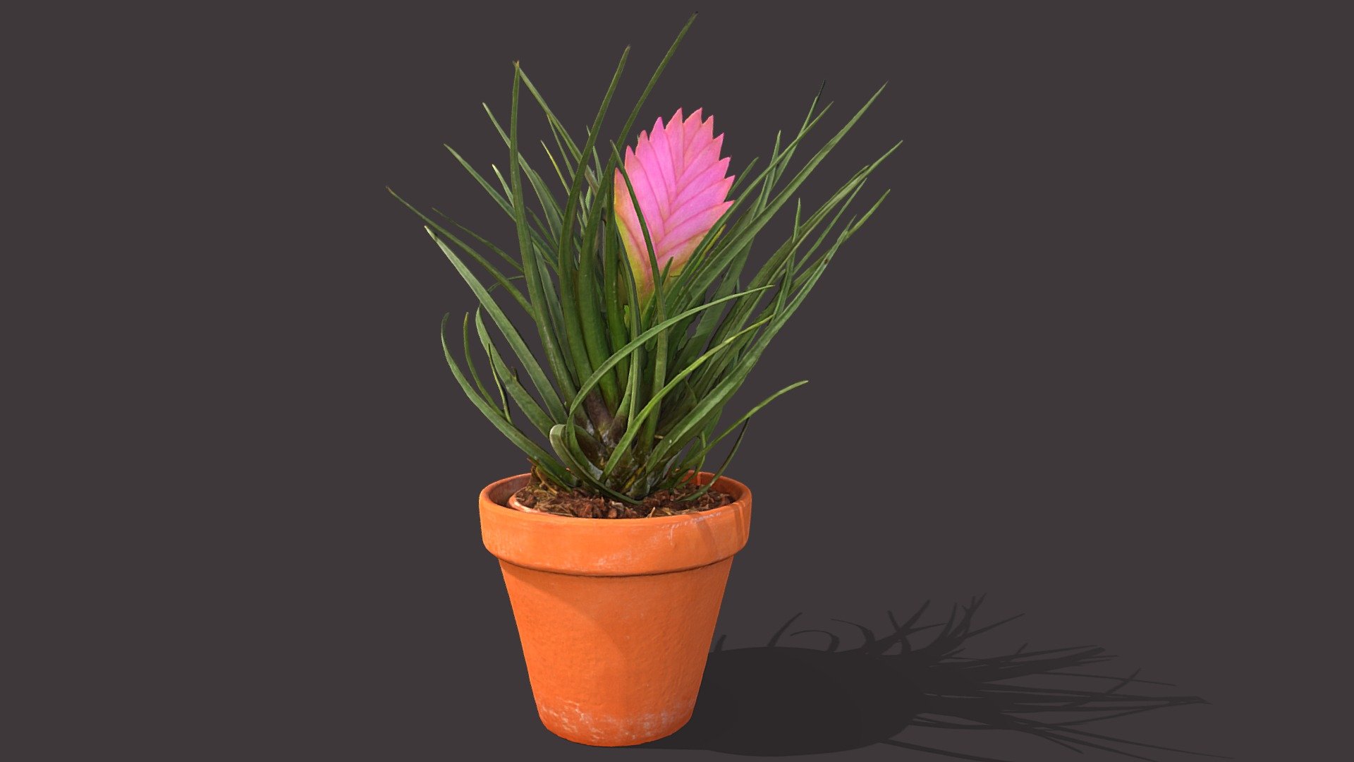 A highpoly model of a pink Bromelia.

The model includes 8k diffuse map, 4k occlusion map and additional 50k model of the plant with 8k diffuse, 4k normal map and 4k occlusion map.

Photos taken with A7Riv + 90mm Sony macro + 3 x D5300 with various lenses.

Processed with Metashape + Blender 3d model