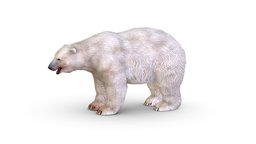 LowPoly Model White Polar Bear
