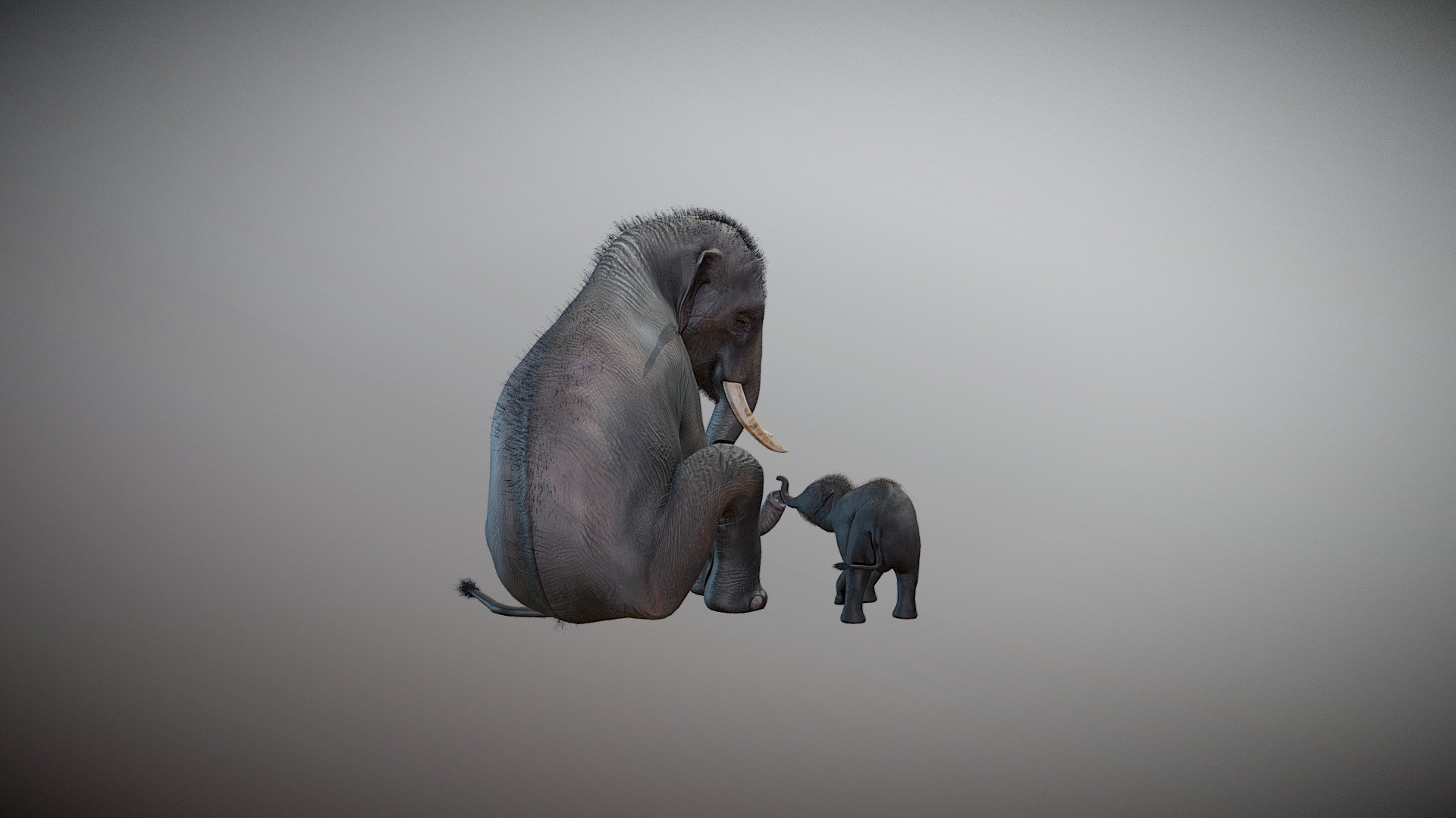 Indian Elephant models I developed in ZBrush and rigged at a later time, for use with DAZ Studio 3d model