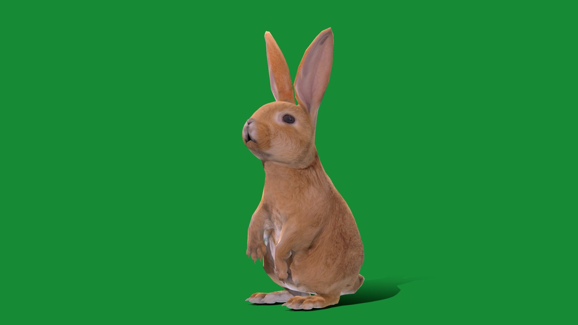 Easter Bunny (Mythical)Rabbit Or Hare ,Easter eggs

Osterus Oryctolagus Cunicululus Animal Mammal(folkloric figure)Pet,Cute

1 Draw Calls

LowPoly

Game Ready (Assets)

Subdivision Surface Ready

Single - Animations 

4K PBR Textures 1 Material

Unreal/Unity FBX 

Blend File 3.6.5 LTS / 4 Plus

USDZ File (AR Ready). Real Scale Dimension (Xcode ,Reality Composer, Keynote Ready)

Textures Files

GLB File (Unreal 5.1 Plus Native Support,Gadot)

Gltf File ( Spark AR, Lens Studio(SnapChat) , Effector(Tiktok) , Spline, Play Canvas,Omiverse ) Compatible

Triangles -6692

Faces -3384

Edges -6741

Vertices -3362

Diffuse, Metallic, Roughness , Normal Map ,Specular Map,AO


The Easter Bunny is a mythical mammal that delivers decorated eggs to children on Easter Sunday.The Easter Bunny is a folkloric figure that's also known as the Easter Rabbit or Easter Hare. The Easter Bunny is a symbol of Easter, a Christian holiday that celebrates the resurrection of Christ 3d model