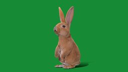 Easter Bunny Rabbit (Lowpoly) rabbit, bunny, cute, pet, animals, creatures, mammal, easter, nature, hare, easteregg, mythical, animations, game-asset, easter-bunny, easter-rabbit, lowpoly, nyi, nyilonelycompany, folkloric, noai, anyimals, domestic-animals, brown-rabbit, easter-hare, european-rabbit