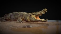 Crocodile crocodile, sculpting, caiman, zbrushsculpt, rafasouza, zbrush-sculpt, 3d, art, creature, zbrush, aligators