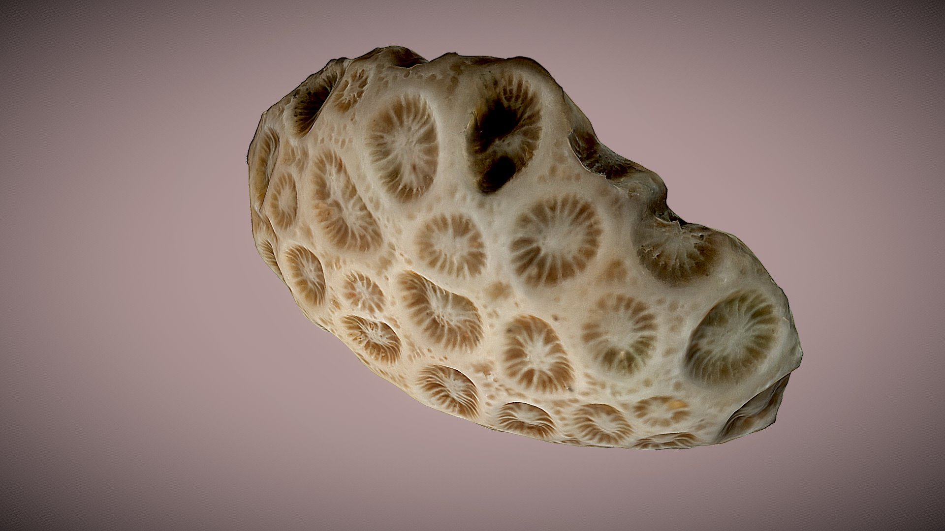 Piece of corl found on Duli Beach, Palawan island, Philippines - Final project: Coral skeleton - Download Free 3D model by ClementCosson 3d model