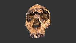 Homo ergaster (2501.1rp31-1)