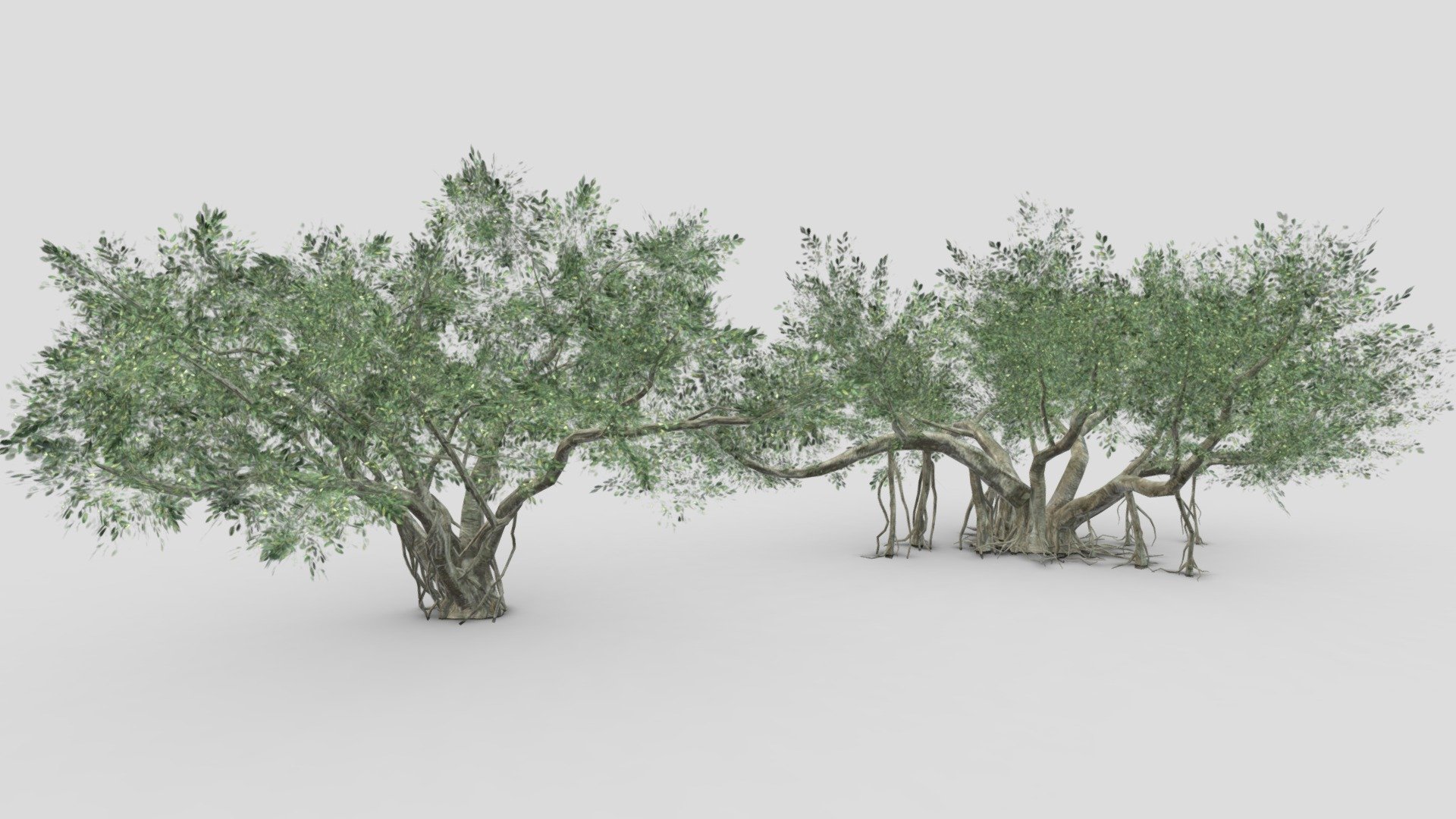 This pack contains two 3D low poly models of the Chinese Banyan Tree 3d model