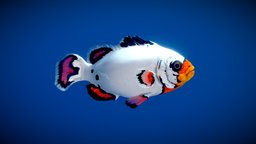 Flurry Clownfish fish, orange, life, ocean, aquarium, aquatic, swim, aqua, flurry, amphiprion, clownfish, symbiosis, damselfish, oceanlife, seaanimal, sea, actinopterygii, seaanimals, anemones, seaanemones, pomacentridae