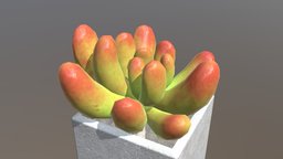 Square Potted Succulent Plant cube, green, plant, square, red, pot, sand, dirt, succulent, succulents, pottedplant, succulent-plants-terrarium, substancepainter, substance, maya