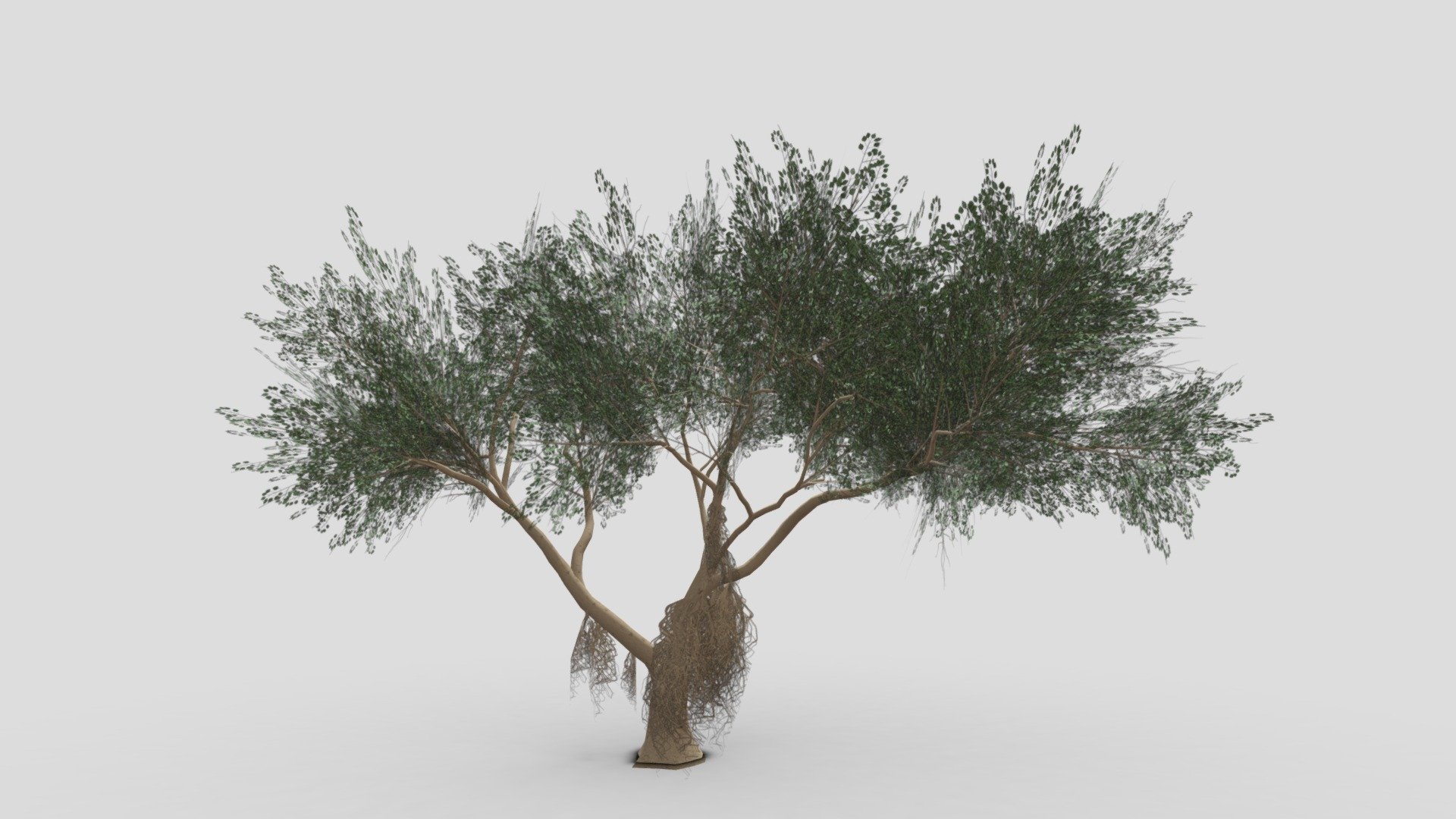 I try to work on Ficus Benjamina Tree to use this in your project. this is a low poly 3D model. Tree info: Ficus Benjamina, commonly known as weeping fig, benjamin fig, or ficus tree, and often sold in stores as just ficus, is a species of flowering plant in the family Moraceae, native to Asia and Australia. It is the official tree of Bangkok 3d model
