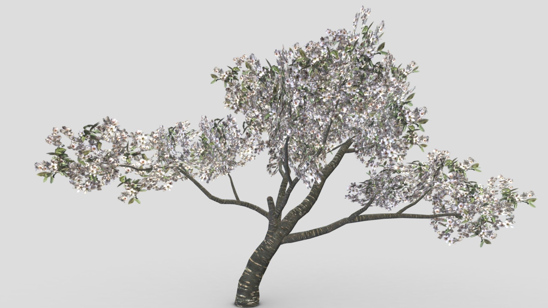 This is a 3D low poly model of Cherry Blossoms Tree. I designed this tree based on my reference. I hope you will use this in your project 3d model