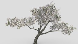 Cherry Blossoms Tree- 03 tree, plant, cherry, unreal, fbx, blossoms, unity, 3dcherry, 3dblossoms