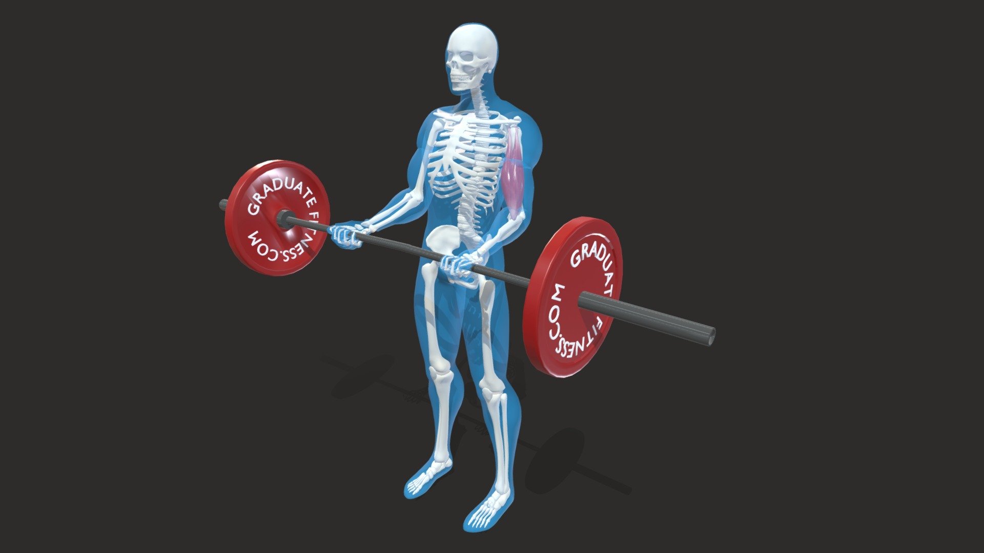 The Barbell Bicep Curl 3D Model Designed For GraduateFitness.Com

The Target Muscles is the Biceps Brachii. 

This is one of the best exercises for isolating the bicep muscle for strength training. 

Although large compound movements such as the pull up will also add significant stress to the Bicep muscles, 
there is no better way to measure specific progression in bicep growth than to test your 10 rep max on a strict set of barbell curls. 

**See Annotations for more information In relation to Origins and Insertions. ** - The Barbell Bicep Curl - 3D model by 3D Muscle Model (@mikeshortall1991) 3d model
