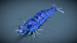 Blue Velvet Shrimp fish, river, shrimp, crab, ocean, aquarium, aquatic, water, swim, creek, aqua, velvet, freshwater, arthropods, blue