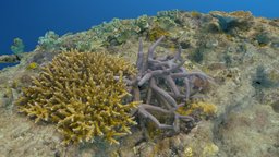 Underwater Terrain underwater, coral, metashape, agisoft, agisoftnaturechallenge