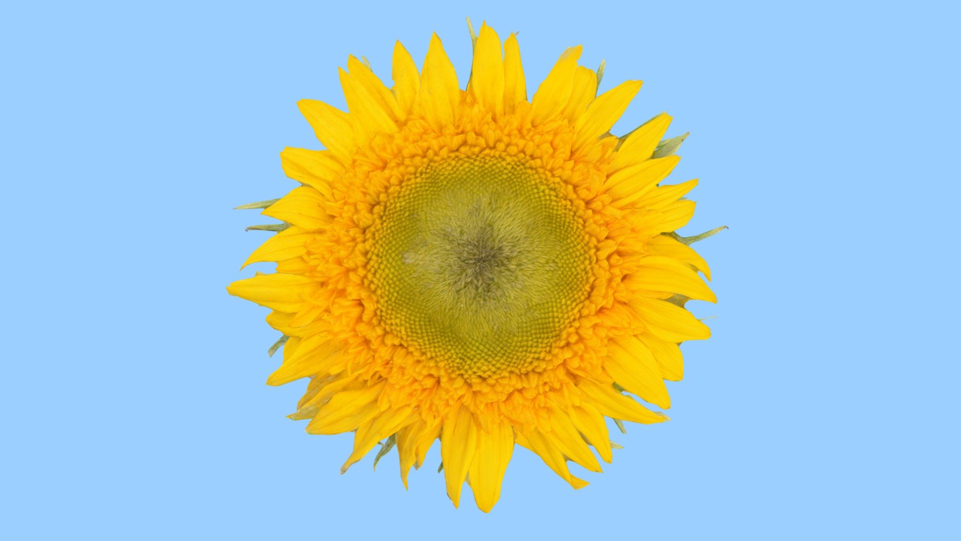 Sunflower, the national flower of Ukraine. Free download: If you turn this sunflower into art for Ukraine, feel free to put a link in the comments 3d model