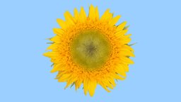 Sunflower plant, flower, solar, sunflower, nature, ukraine