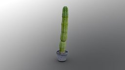 Tall Cactus in plastic pot