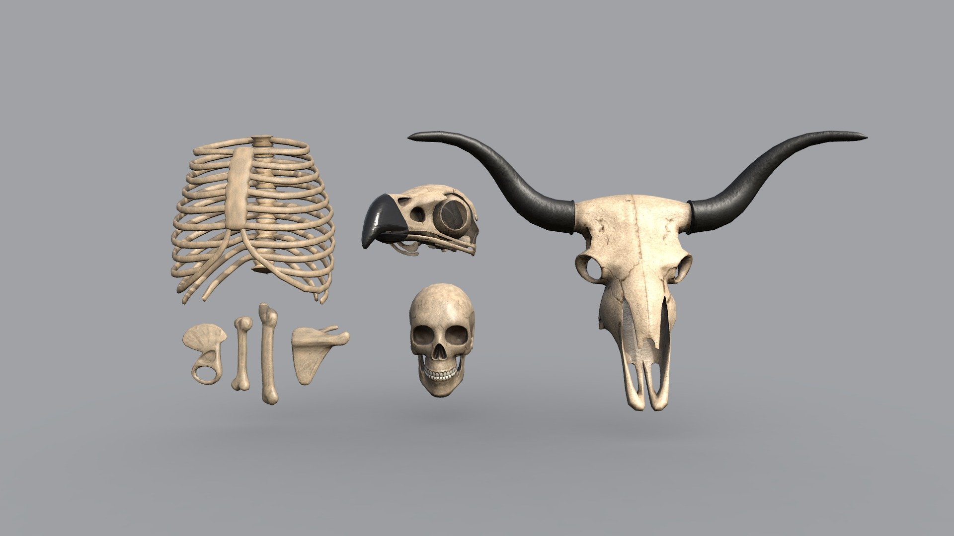 Low poly 3D model pack of human and animal skeleton 3d model