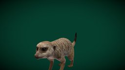 Slender-tailed Meerkat (Mongoose) cute, africa, animals, miller, creatures, wild, mammal, park, zoo, southern, nature, mongoose, wildlife, meerkat, suricate, animation, suricatta, nyilonelycompany, noai, anyimals, slender-tailed, suricata