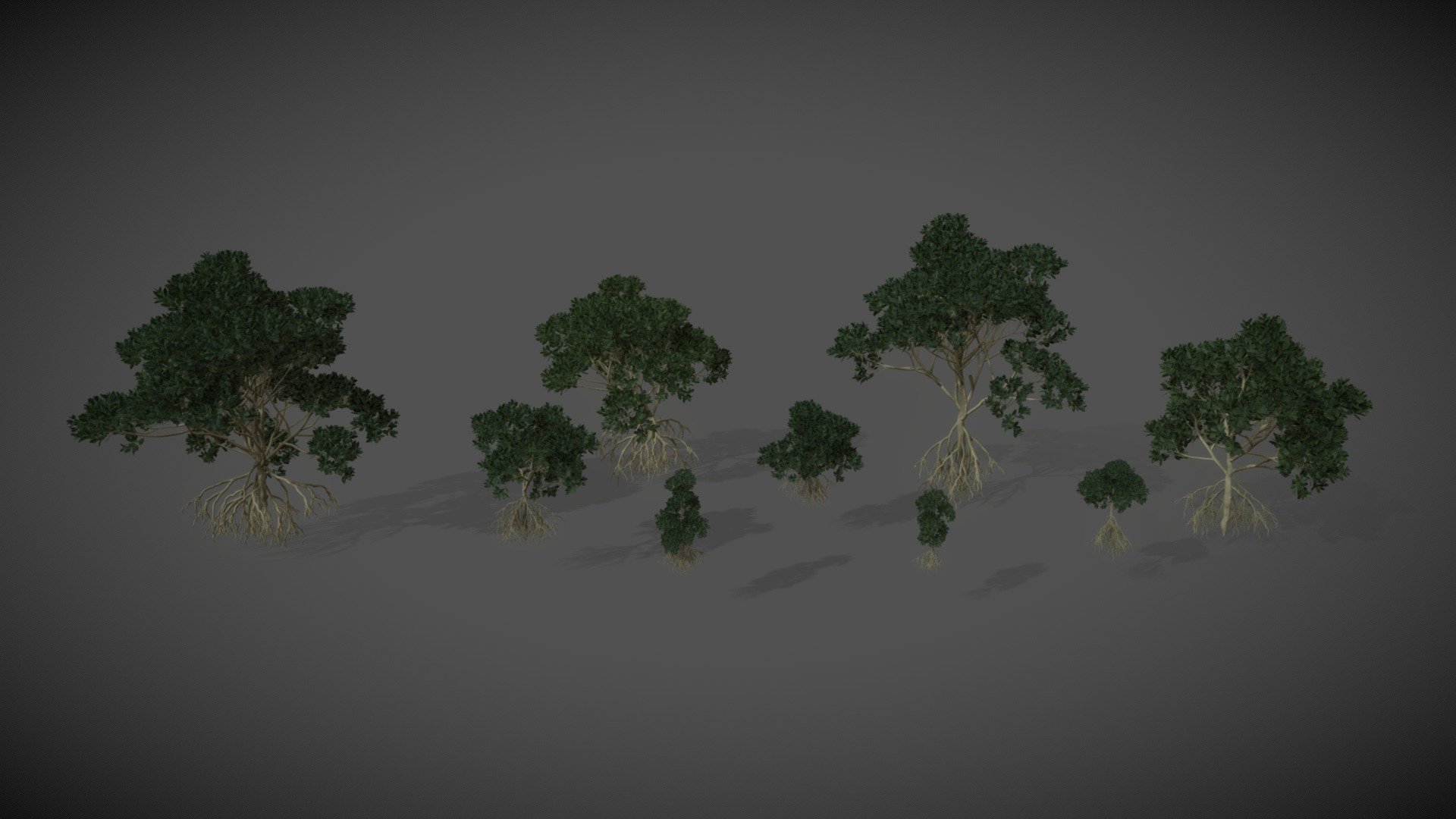 This XfrogPlants Asiatic Mangrove 3D model collection contains nine highly detailed, fully textured variations of the plant at different ages.

Download includes textures and 5 useful and versatile formats: Blender EEVEE, fbx, obj, Unity, and Unreal. 

Tree, evergreen
Height: up to 30 m
Origin:
Environment: tidal creeks and coastal areas
Climate: wet, tropical

Notes:
The Asiatic Mangrove grows on the banks of tidal creeks, around estuaries and in areas flooded by daily high tides. Like all Rhizophora species, the trunk is supported by arching stilt-roots which raise the tree above the water. This species seeds quickly and is widespread throughout the coasts of the Indian Ocean 3d model