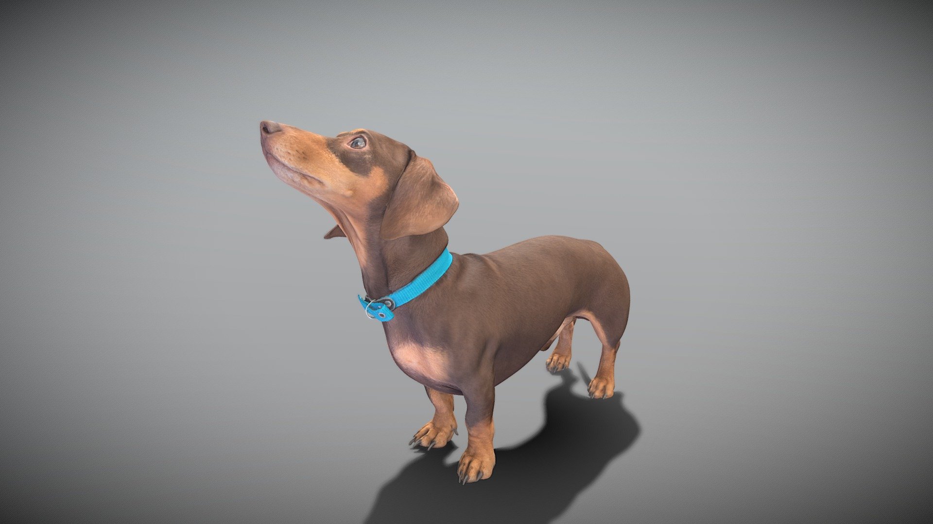 This is a true sized and highly detailed model of a young charming Dachshund dog. It will add life and coziness to any architectural visualisation of houses, playgrounds, parques, urban landscapes, etc. This model is suitable for game engine integration, VR/AR content, etc.

Technical specifications:




digital double 3d scan model

150k &amp; 30k triangles | double triangulated

high-poly model (.ztl tool with 5 subdivisions) clean and retopologized automatically via ZRemesher

sufficiently clean

PBR textures 8K resolution: Diffuse, Normal, Specular maps

non-overlapping UV map

no extra plugins are required for this model

Download package includes a Cinema 4D project file with Redshift shader, OBJ, FBX, STL files, which are applicable for 3ds Max, Maya, Unreal Engine, Unity, Blender, etc. All the textures you will find in the “Tex” folder, included into the main archive.

3D EVERYTHING

Stand with Ukraine! - Playful dachshund dog 35 - 3D model by deep3dstudio 3d model