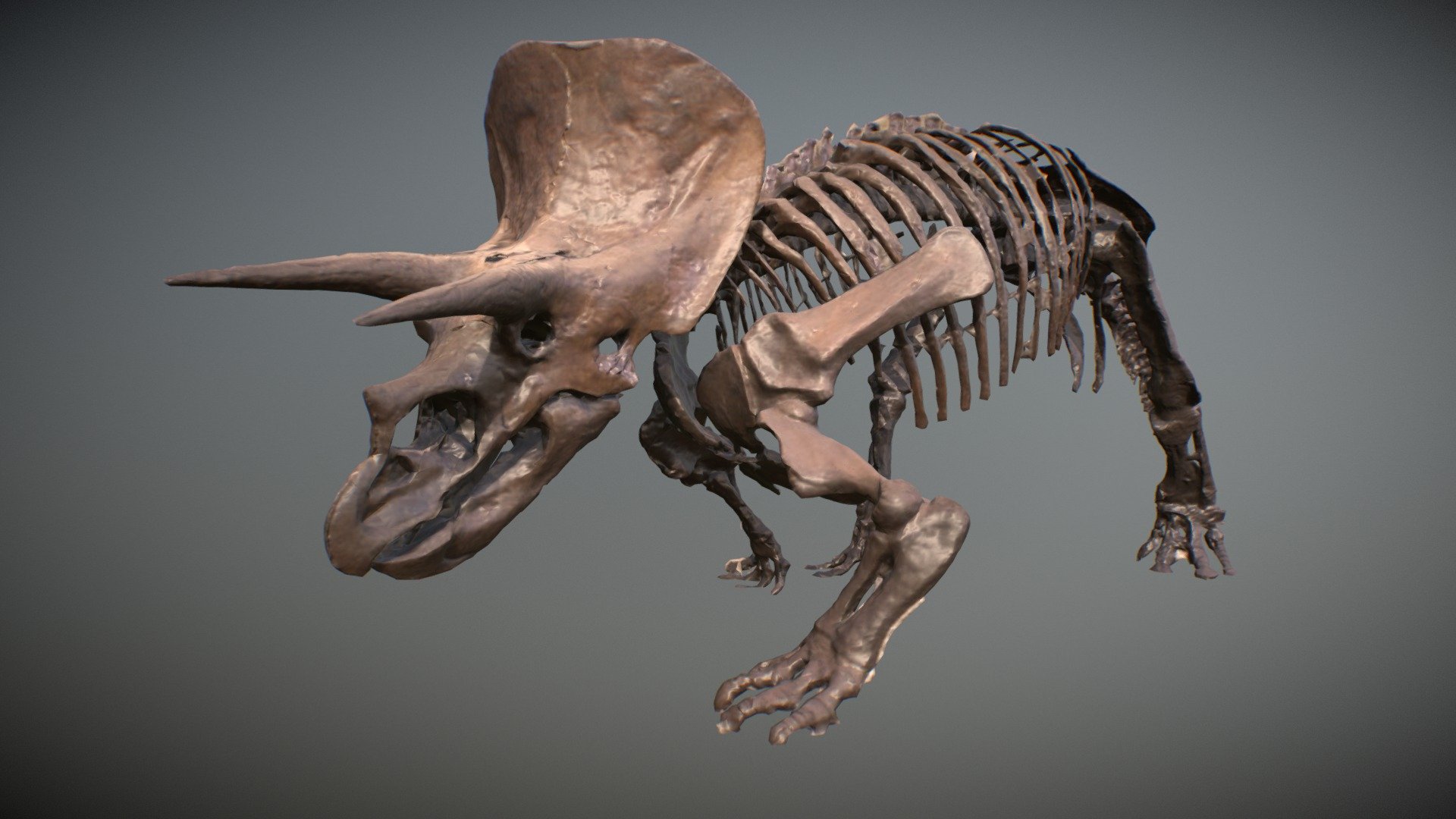 Scan Model processed with Reality Capture in Houdini - Triceratops Scan - 3D model by sidefxluiz 3d model