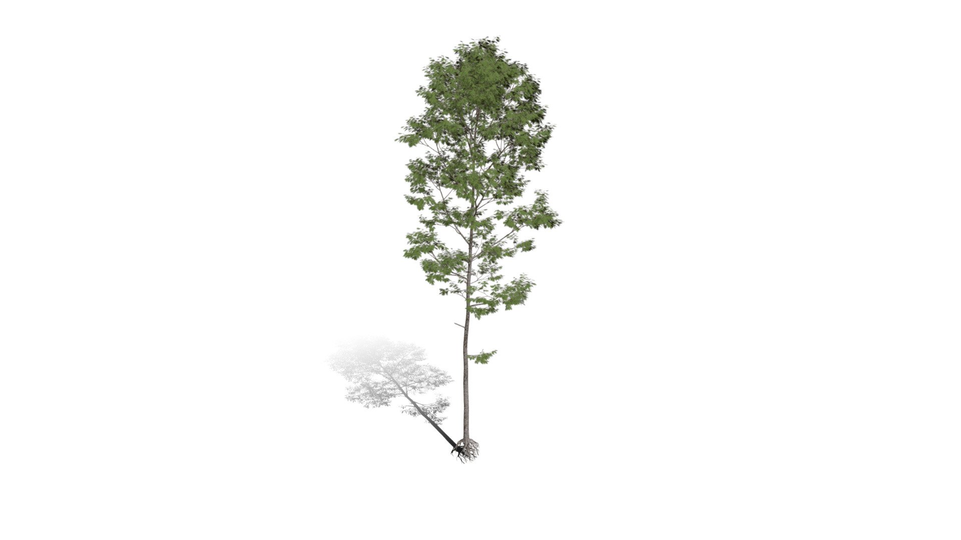 Model specs:





Species Latin name: Quercus rubra




Species Common name: Northern red oak




Preset name: Forest 2 summer mat 25




Maturity stage: Juvenile




Health stage: Thriving




Season stage: Summer




Leaves count: 20146




Height: 15.6 meters




LODs included: Yes




Mesh type: static




Vertex colors: (R) Material blending, (A) Ambient occlusion



Better used for Hi Poly workflows!

Species description:





Region: North America




Biomes: Forest




Climatic Zones: Cold temperate,Warm temperate




Plant type: Broadleaf tree



This PlantCatalog mesh was exported at 40% of its maximum mesh resolution. With the full PlantCatalog, customize hundreds of procedural models + apply wind animations + convert to native shaders and a lot more: https://info.e-onsoftware.com/plantcatalog/ - Realistic HD Northern red oak (77/138) - Buy Royalty Free 3D model by PlantCatalog 3d model
